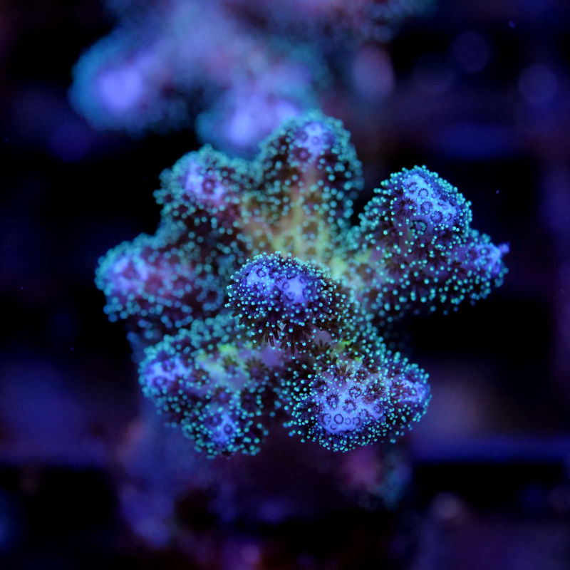 Pocillopora damicornis - eine einfache SPS-Koralle